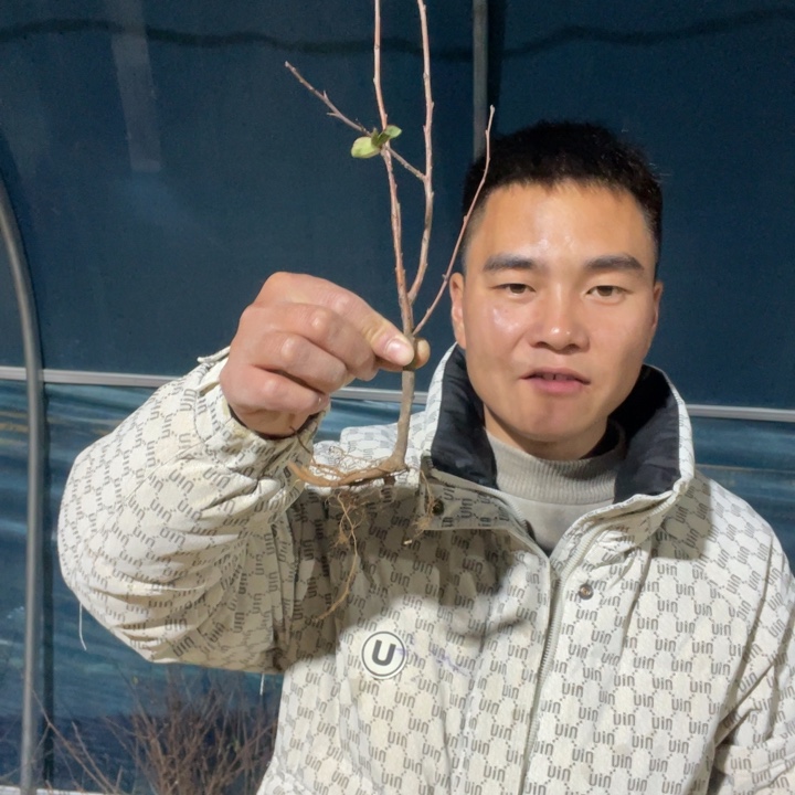 黑潮海棠花一颗苗