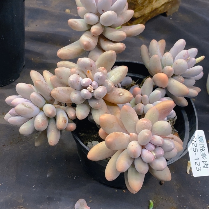  夏悅多肉0225-123汤圆