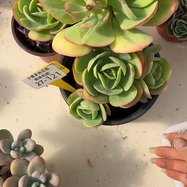 多肉植物组合盆栽27-121