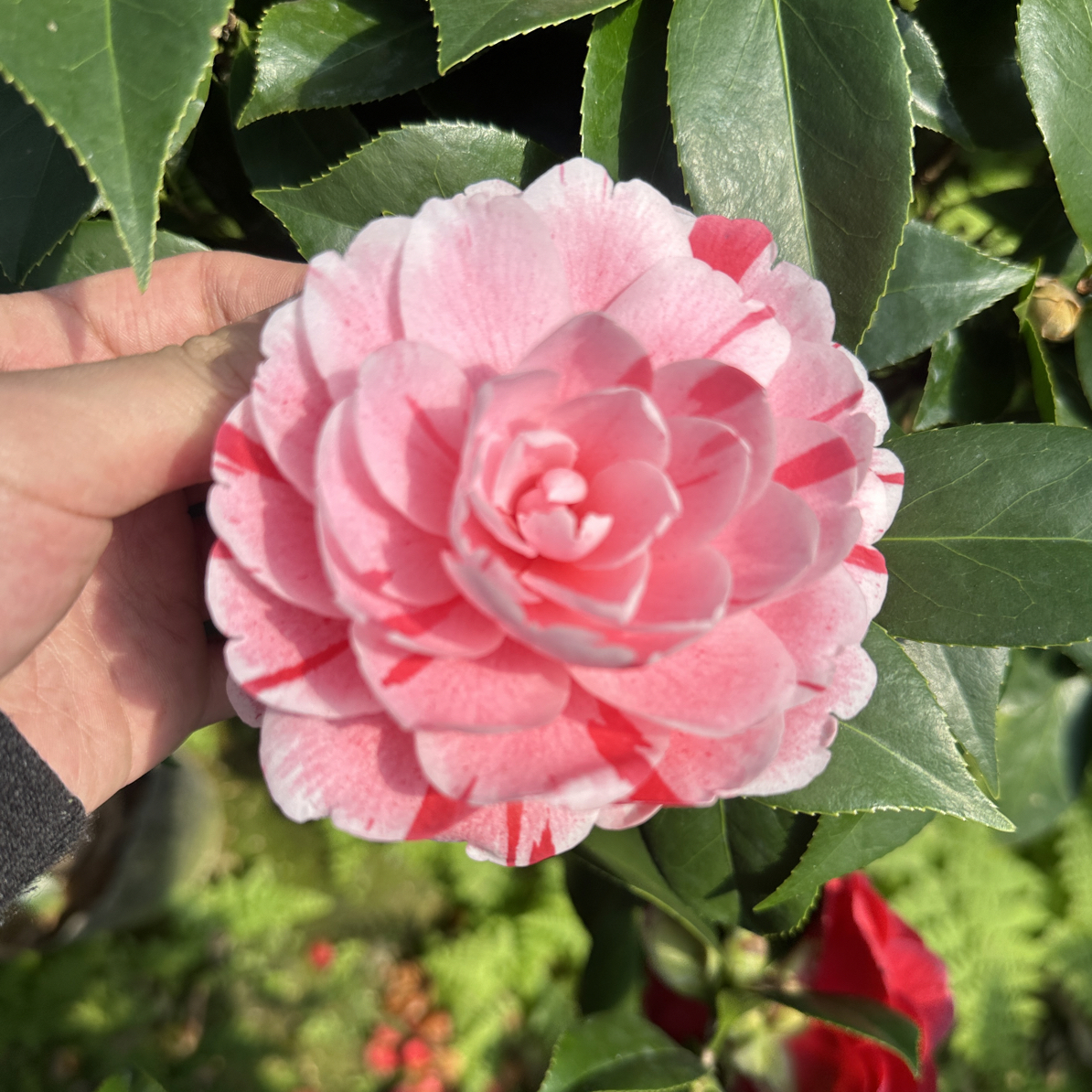 多色茶花带花苞重瓣室内外耐寒好养花卉绿植盆栽