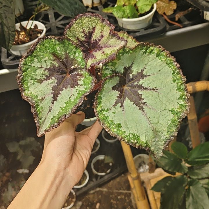 天蝎座秋海棠一物一拍