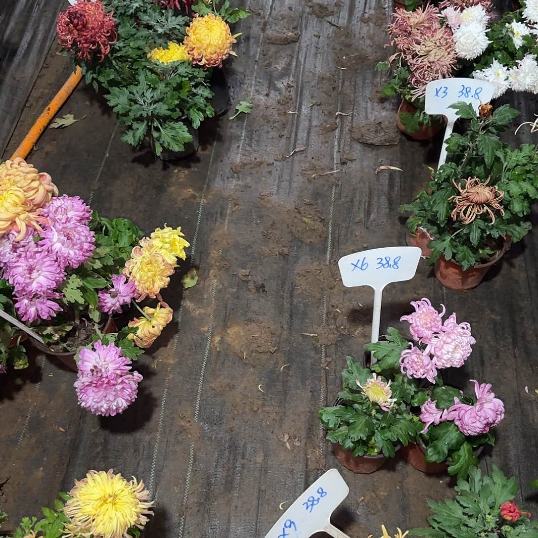 用***4全部花朵紫龙 宝翼 夫人 一组38.8