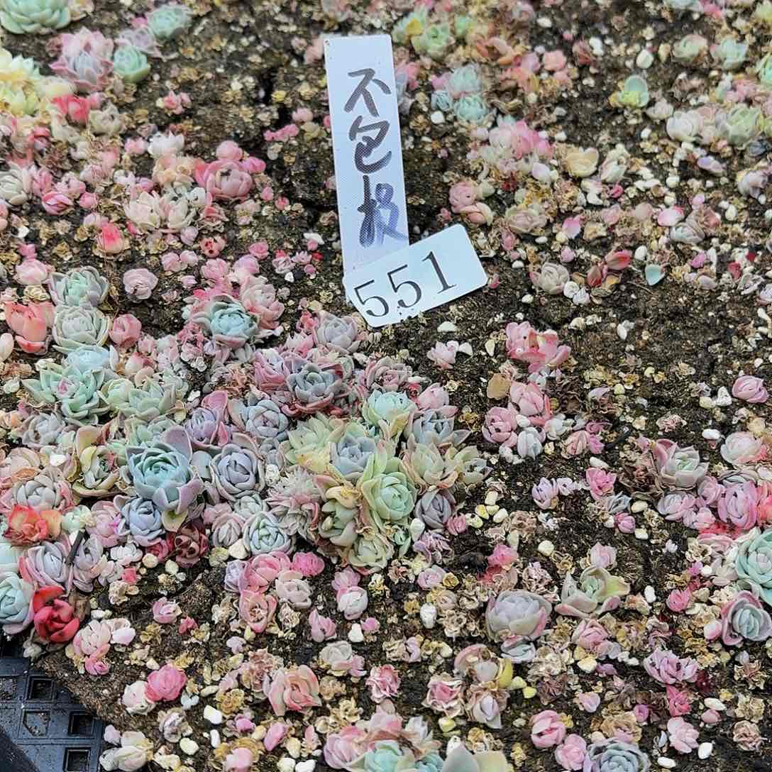 多肉植物多肉植物551