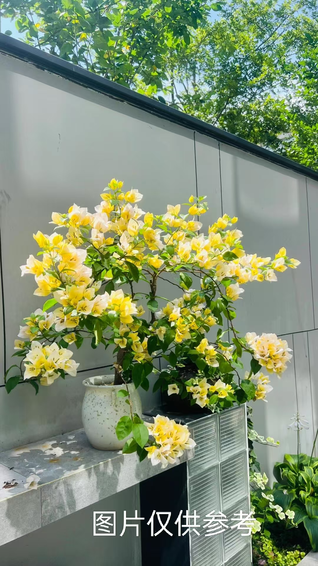 【苏瓦娜】【包售后一个月】【包对版】三角梅四季开花爬藤飘枝好养护