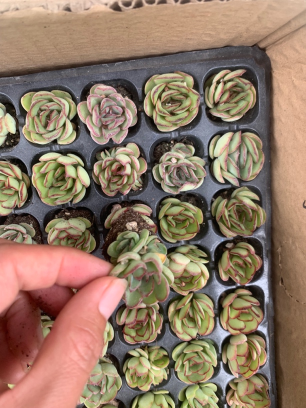 灵隐穴苗十颗一组