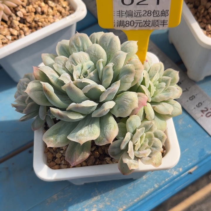 大021，vcbchghghhh