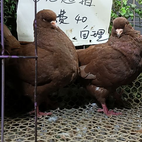 种鸽子一对鸽子一对