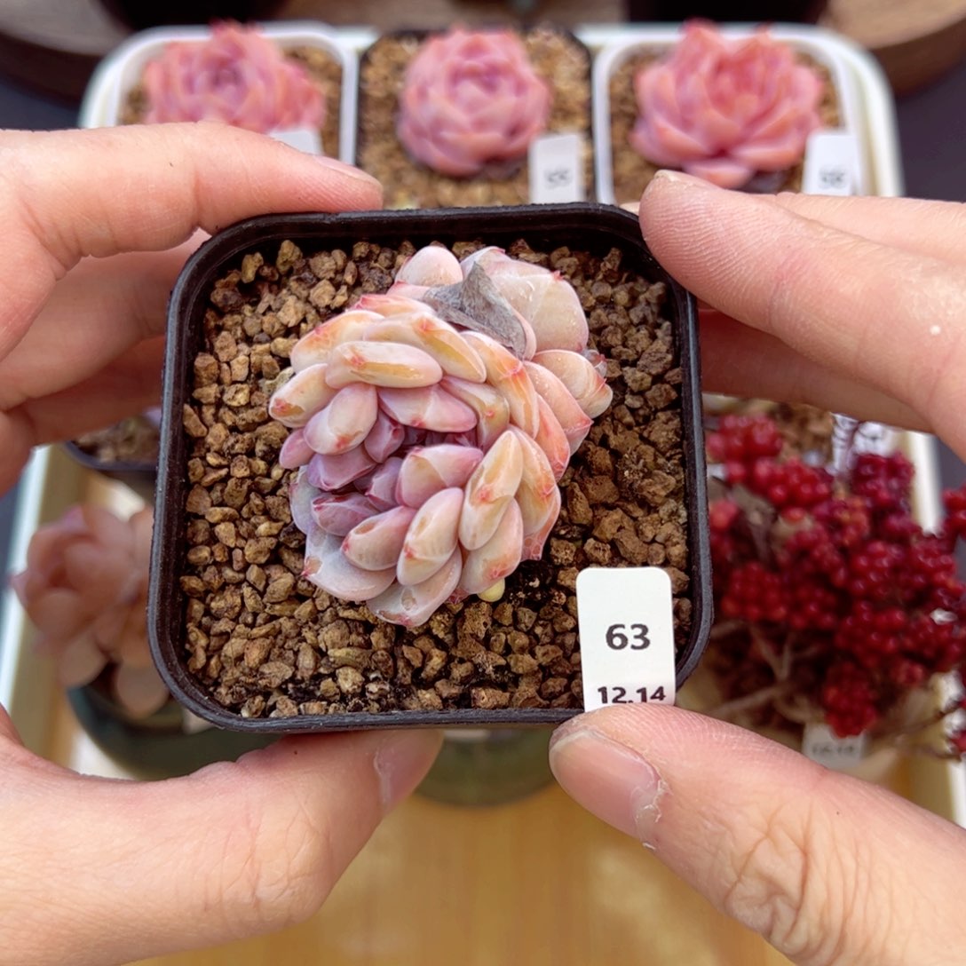 好好看63、哈哈哈哈