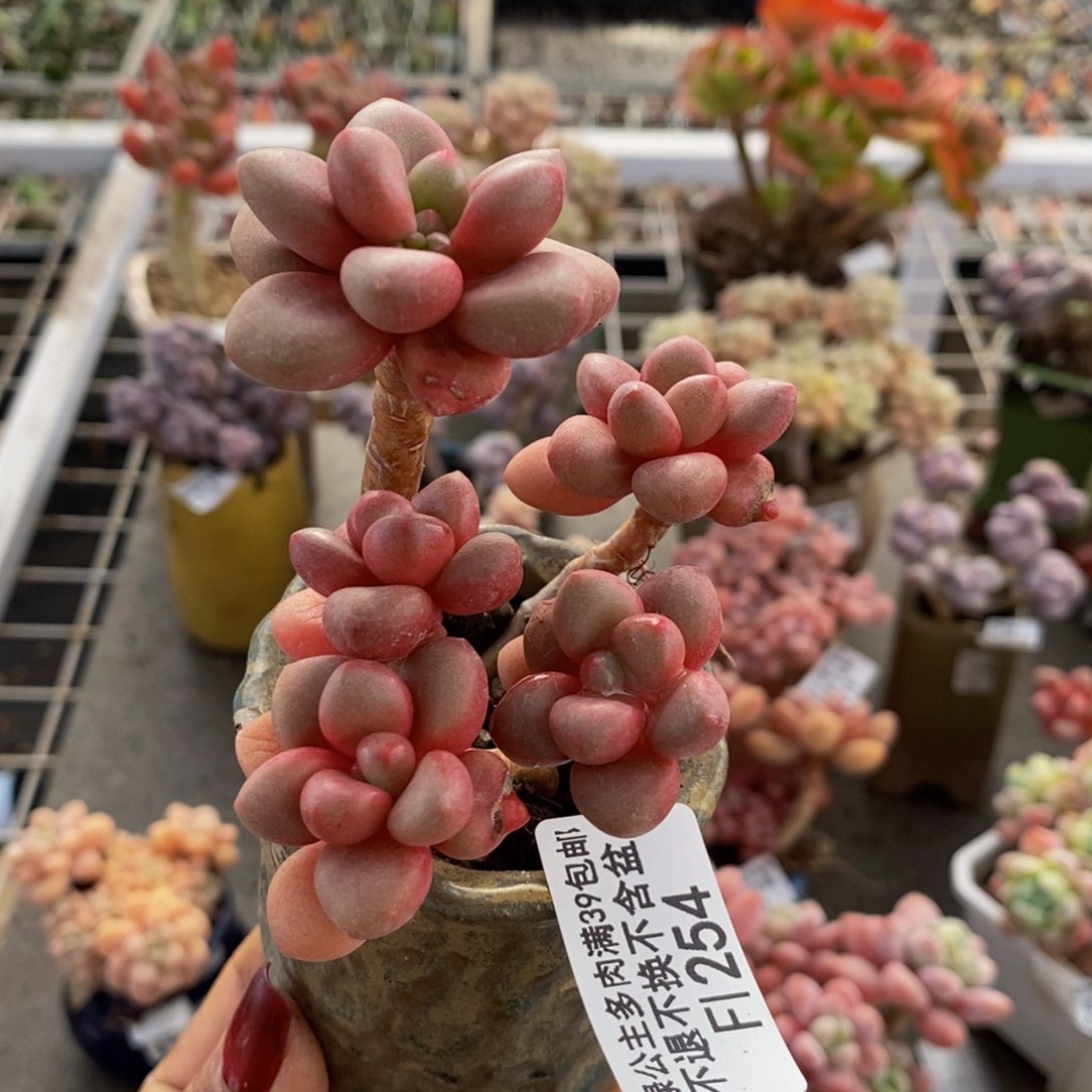 先锋派254/7cm多肉