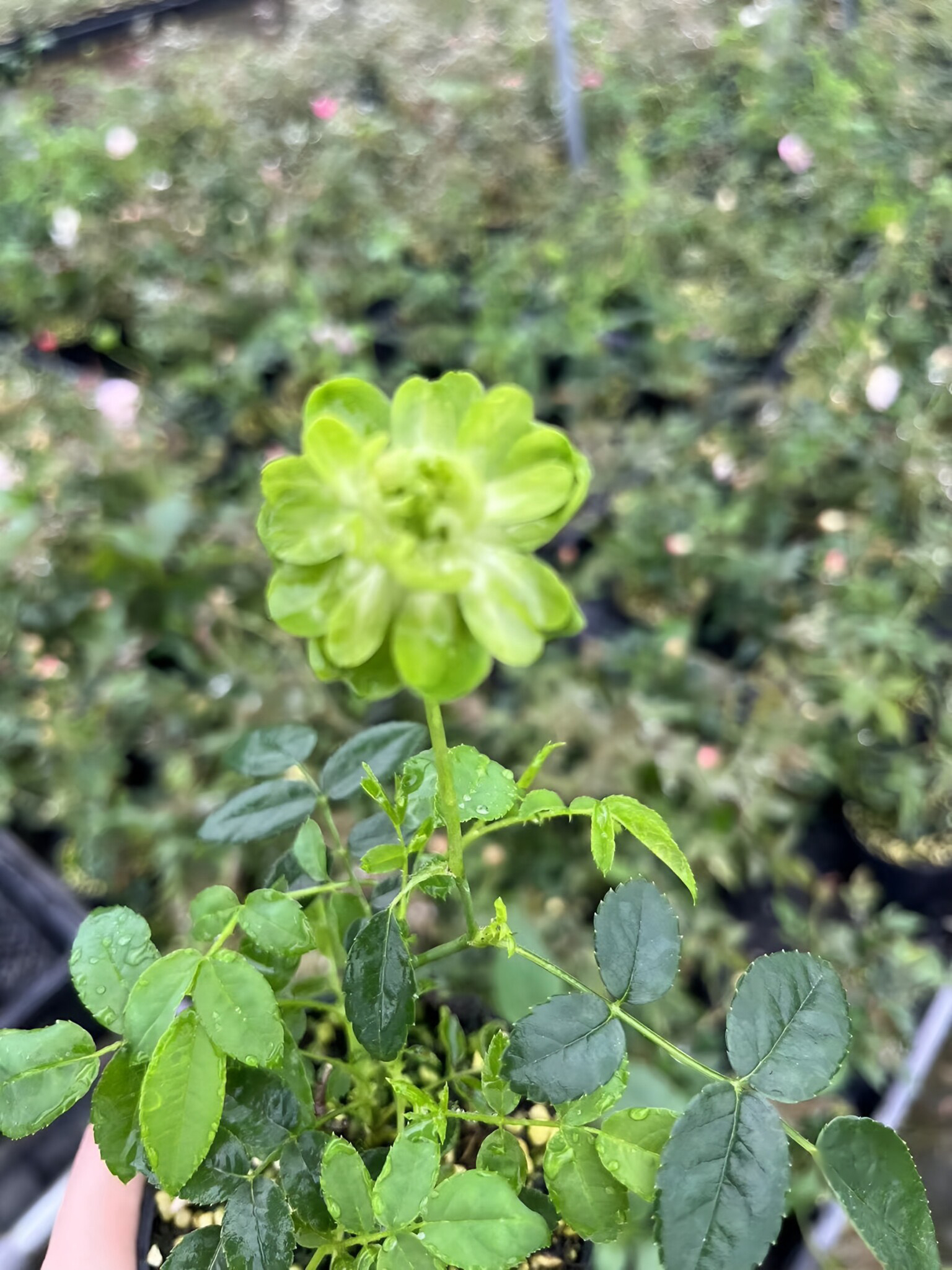 姬月季绿闪电迷你超微型蔷薇盆栽桌面阳台四季开花花卉