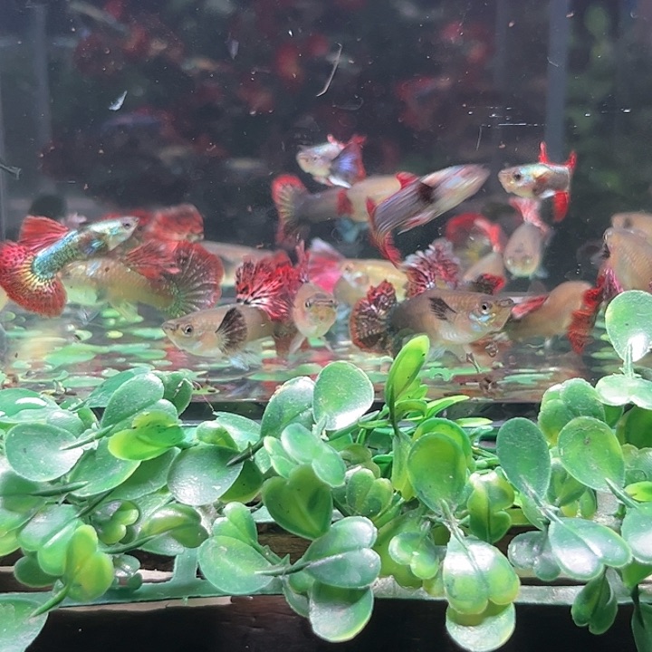 ৡ***࿐孔雀鱼红龙苗16送4（损