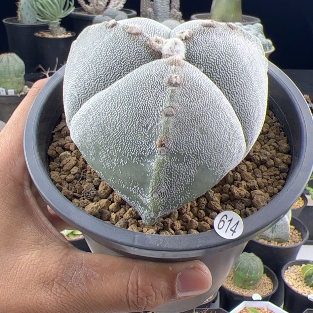 三角鸾凤玉实生8.5一物一拍614