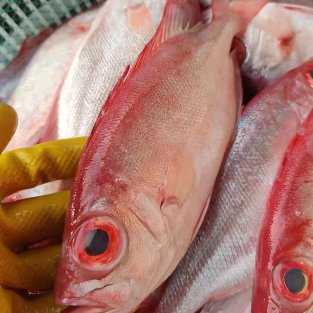 汕尾本港 野生《红目连.大眼鱼》