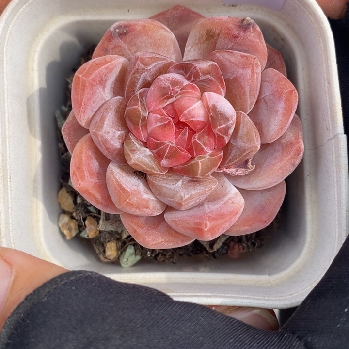 1208-587，粉魄多肉