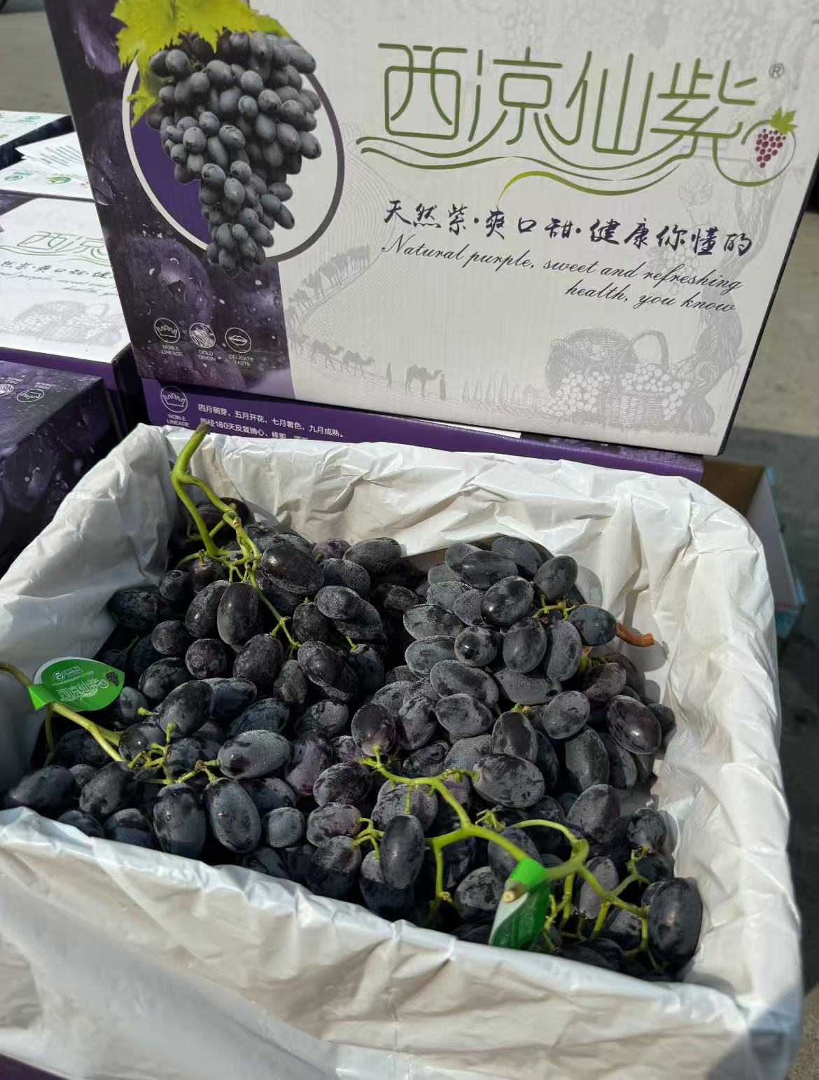 顺丰 新疆产 西凉仙紫黑提宝石新鲜无籽脆甜黑提净重5斤 