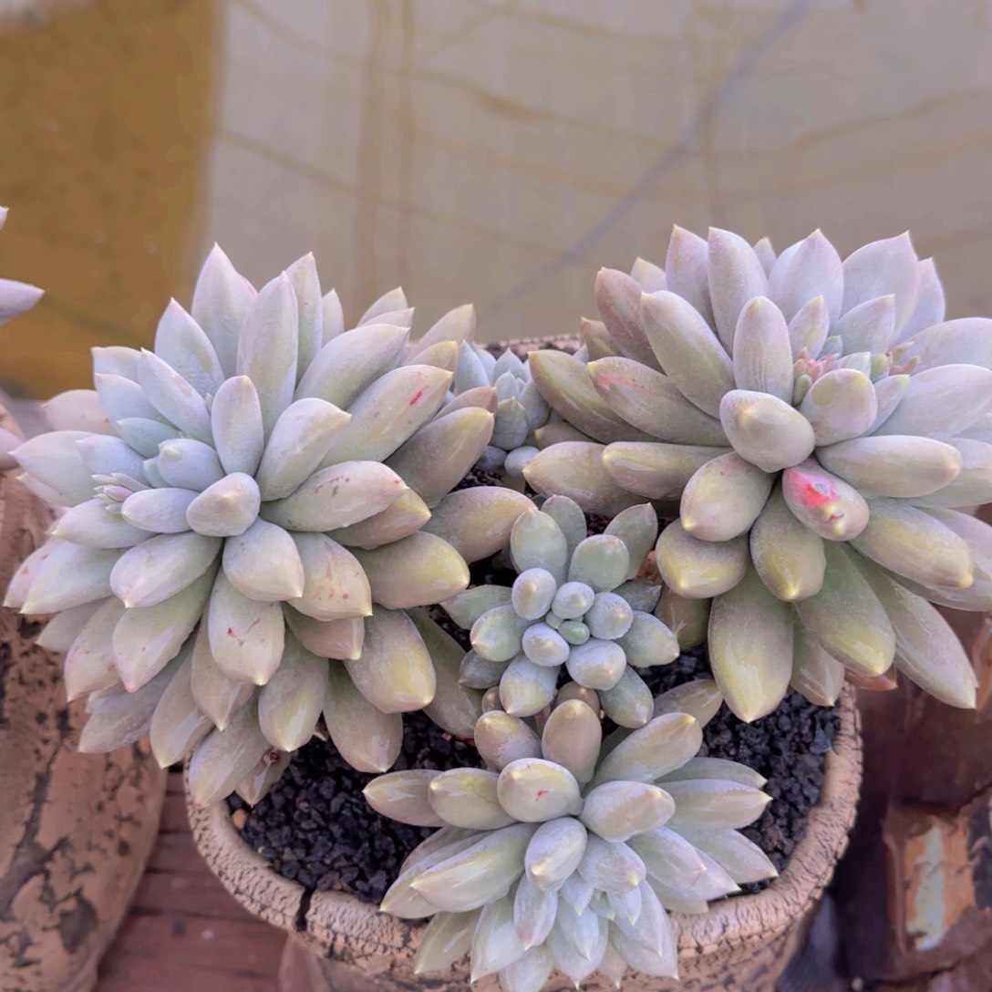 哥特萝莉多肉植物