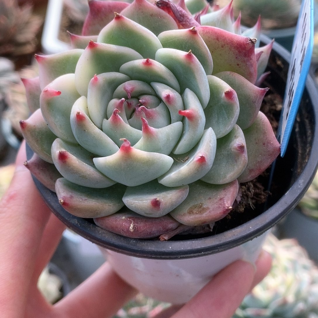 348锦锦锦锦锦锦锦锦锦锦