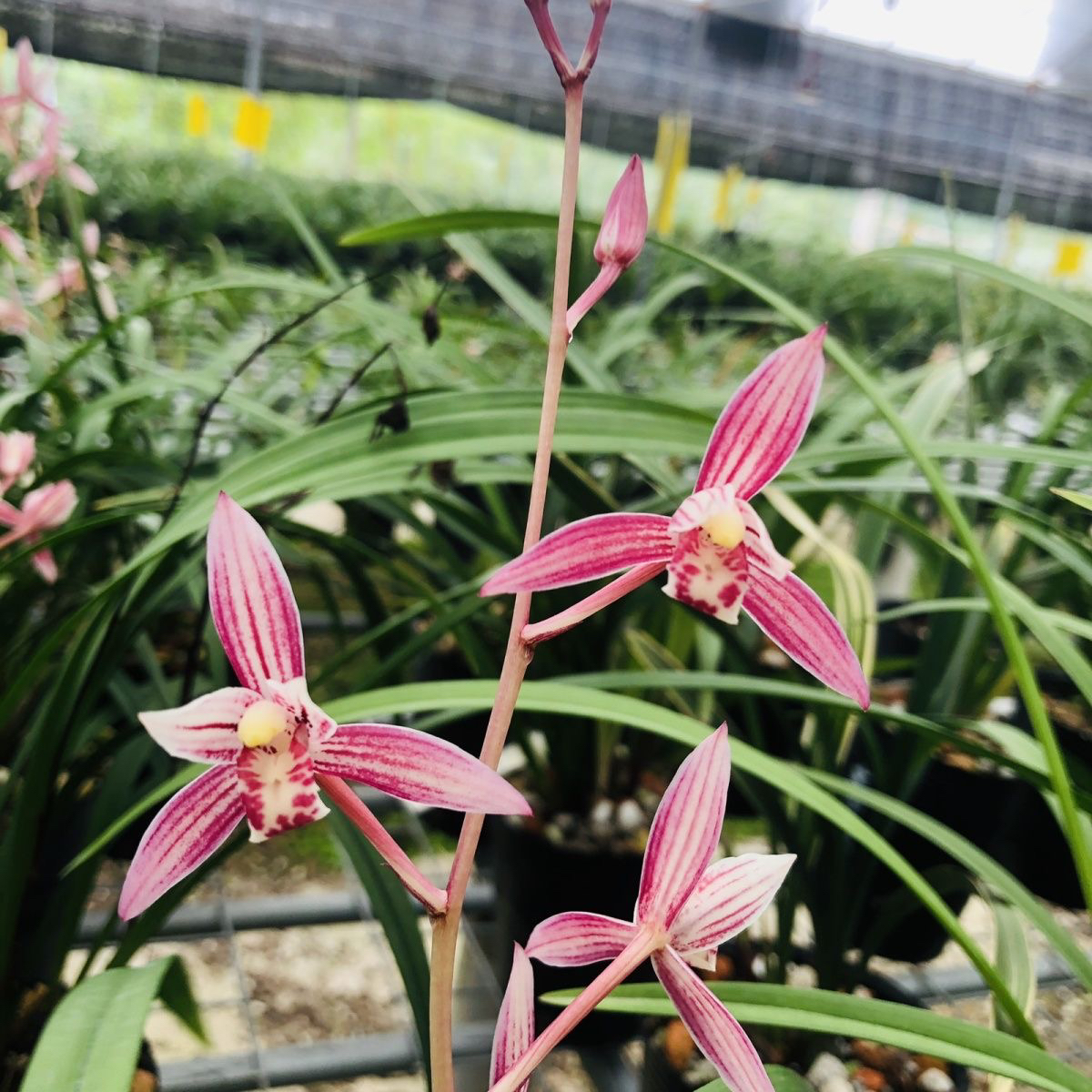 建兰市长红浓香型室内好养兰花盆栽