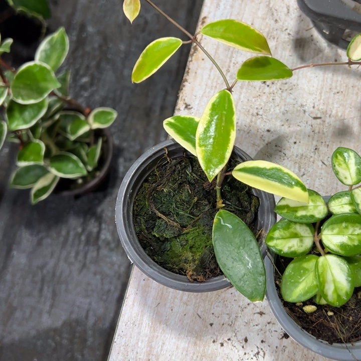 蒋***福无花朵盐镜外锦球兰