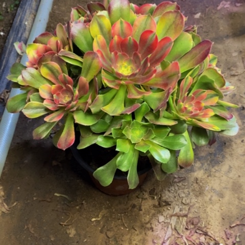 雅典娜多肉植物4569