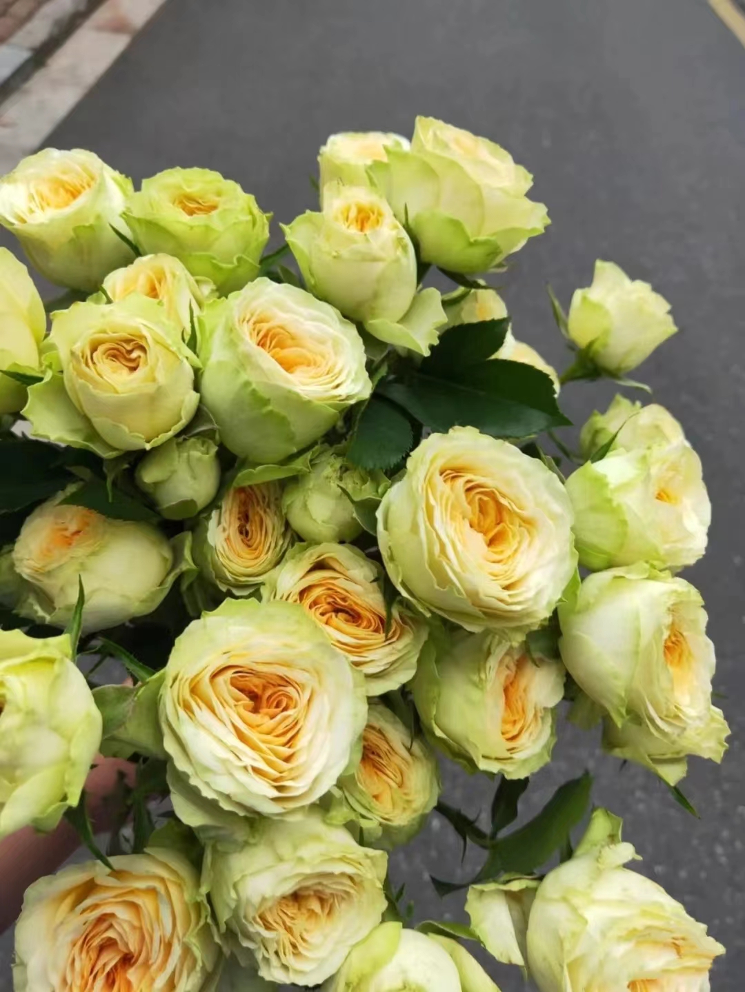 【福利套餐 】福利套餐A09 云南基地直发 鲜花 水养