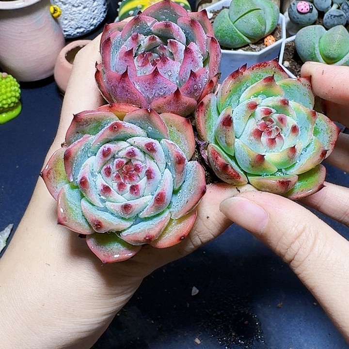 3颗吉娃娃裸根福利炸