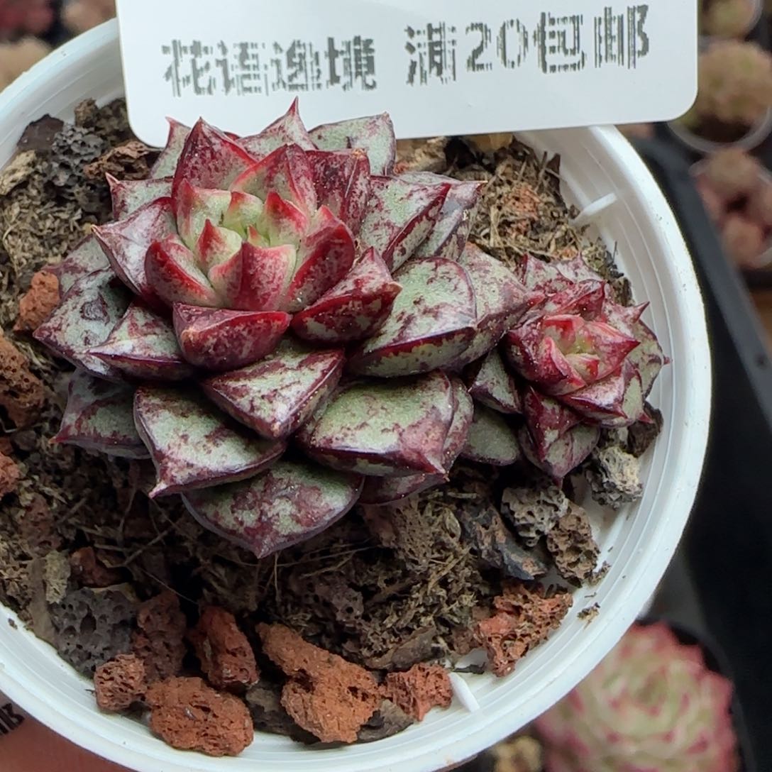 花语逸境0310-115