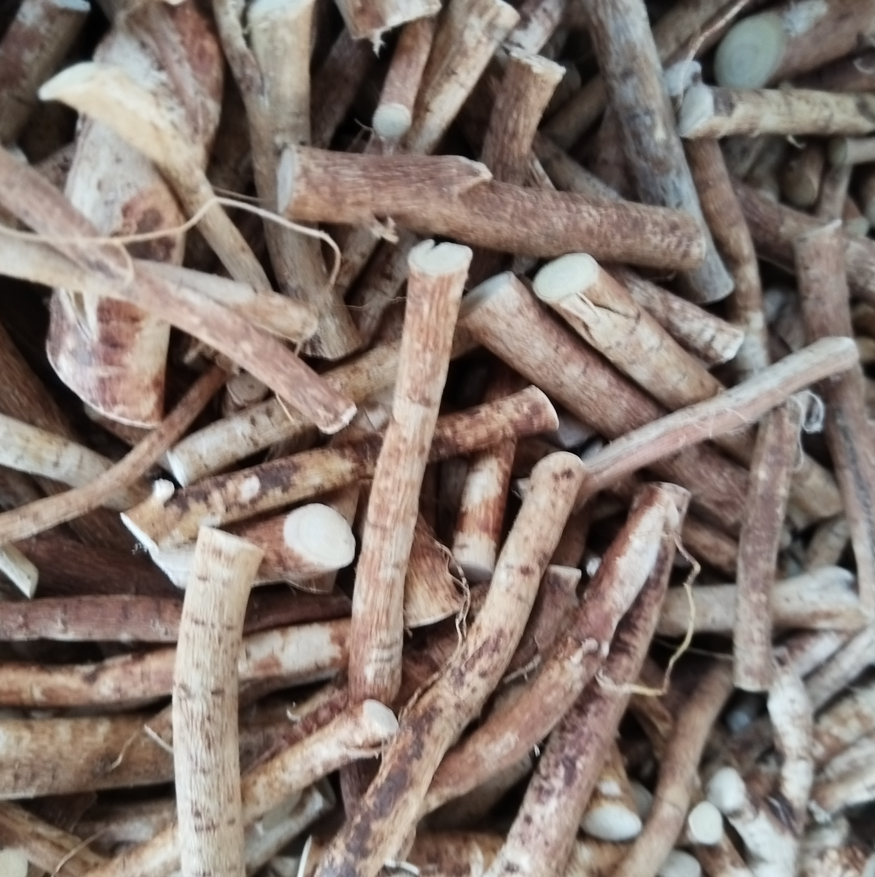 时令补自卖地道两广产区五指毛桃断。