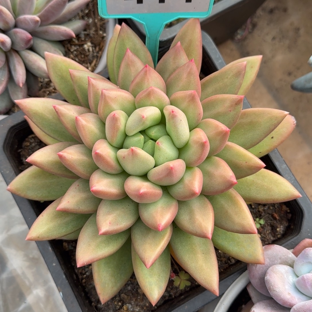 米其林多肉植物414