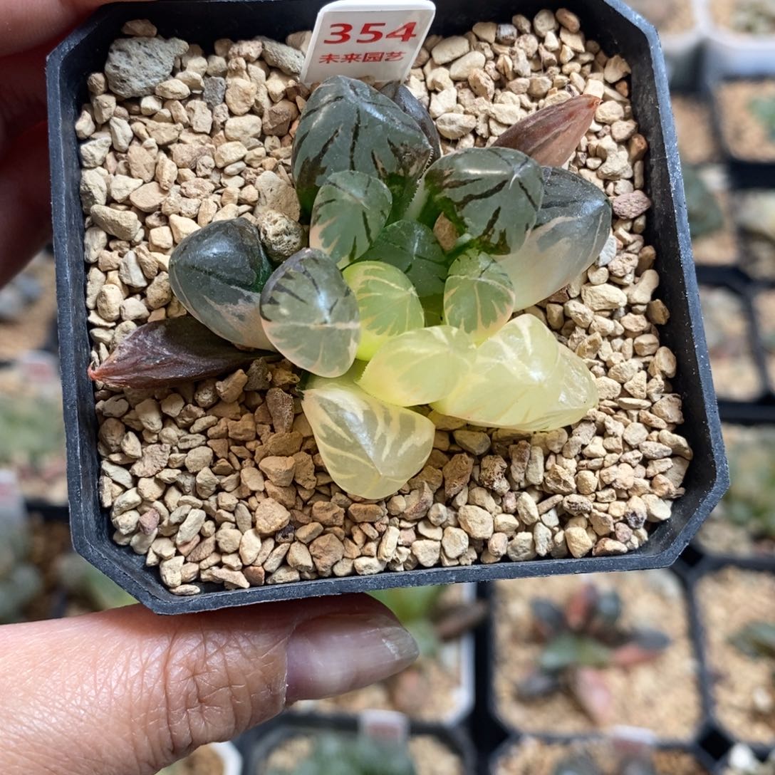 完全开放354水晶玉露锦