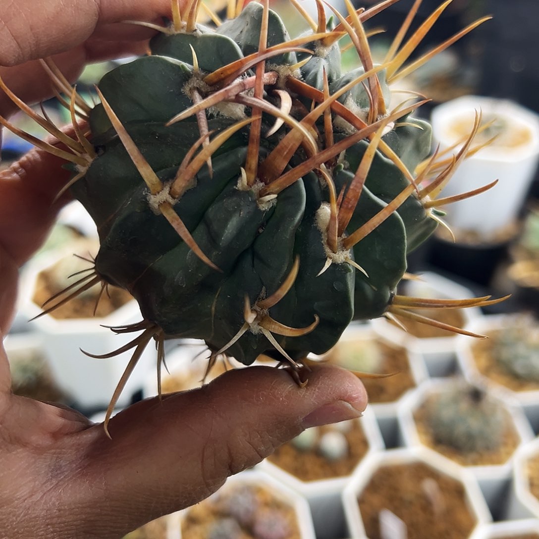 龙剑仙人球1111111111