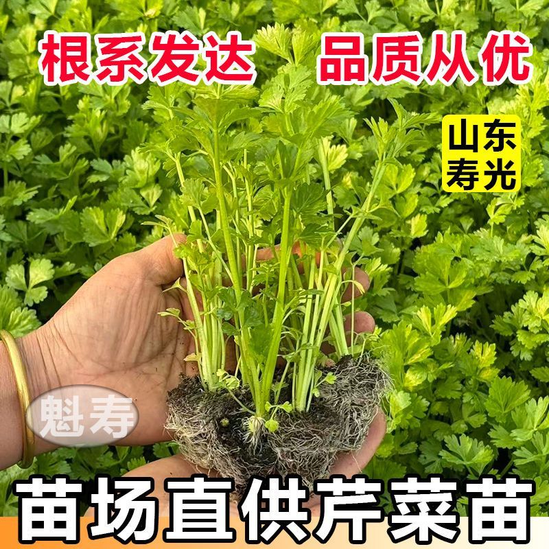 11皇后芹菜苗西芹香芹根芹高产四季春秋盆栽阳台基地直发