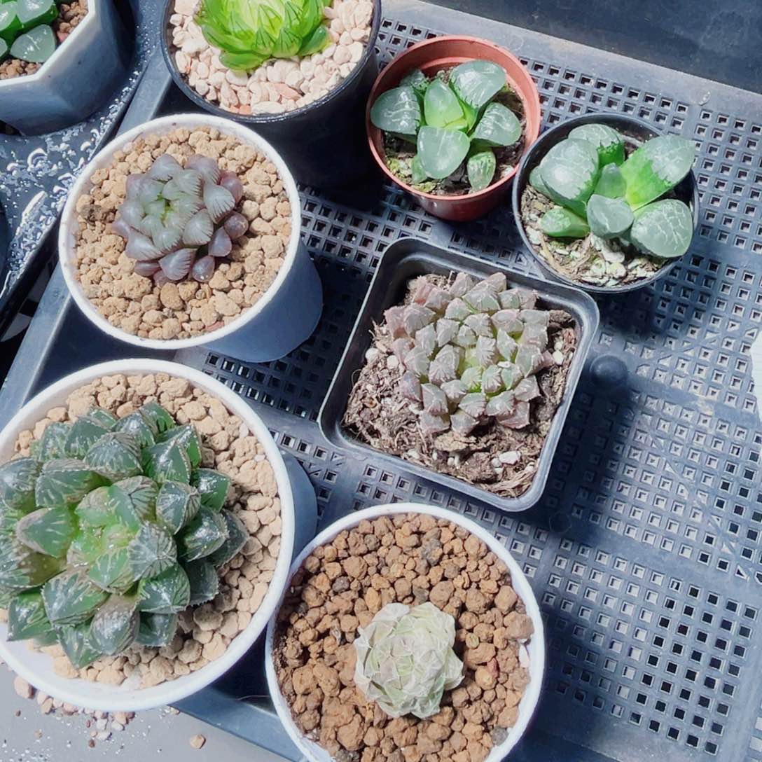 7棵漂亮肉肉多肉植物