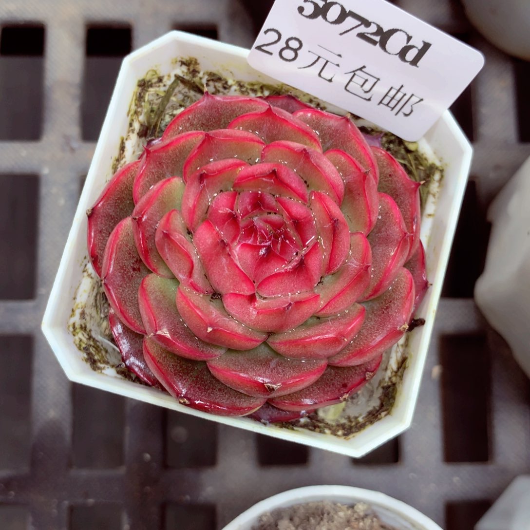 5厘米盆精控多肉5072