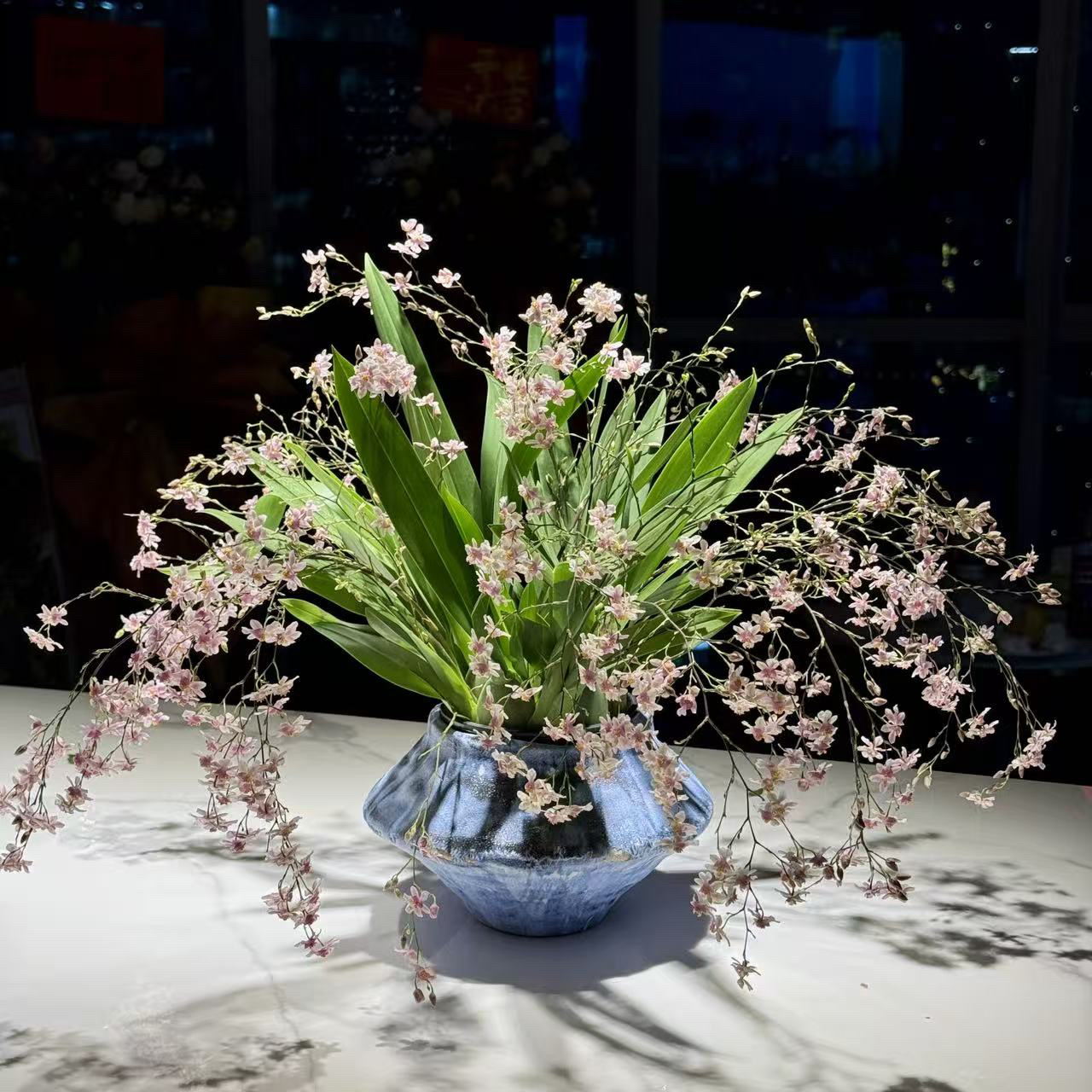 7-10支花剑带蘑菇盆香水梦香兰盆栽精品兰花名贵花卉带花苞发货