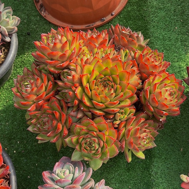 暮***雨丽娟花卉东云优选