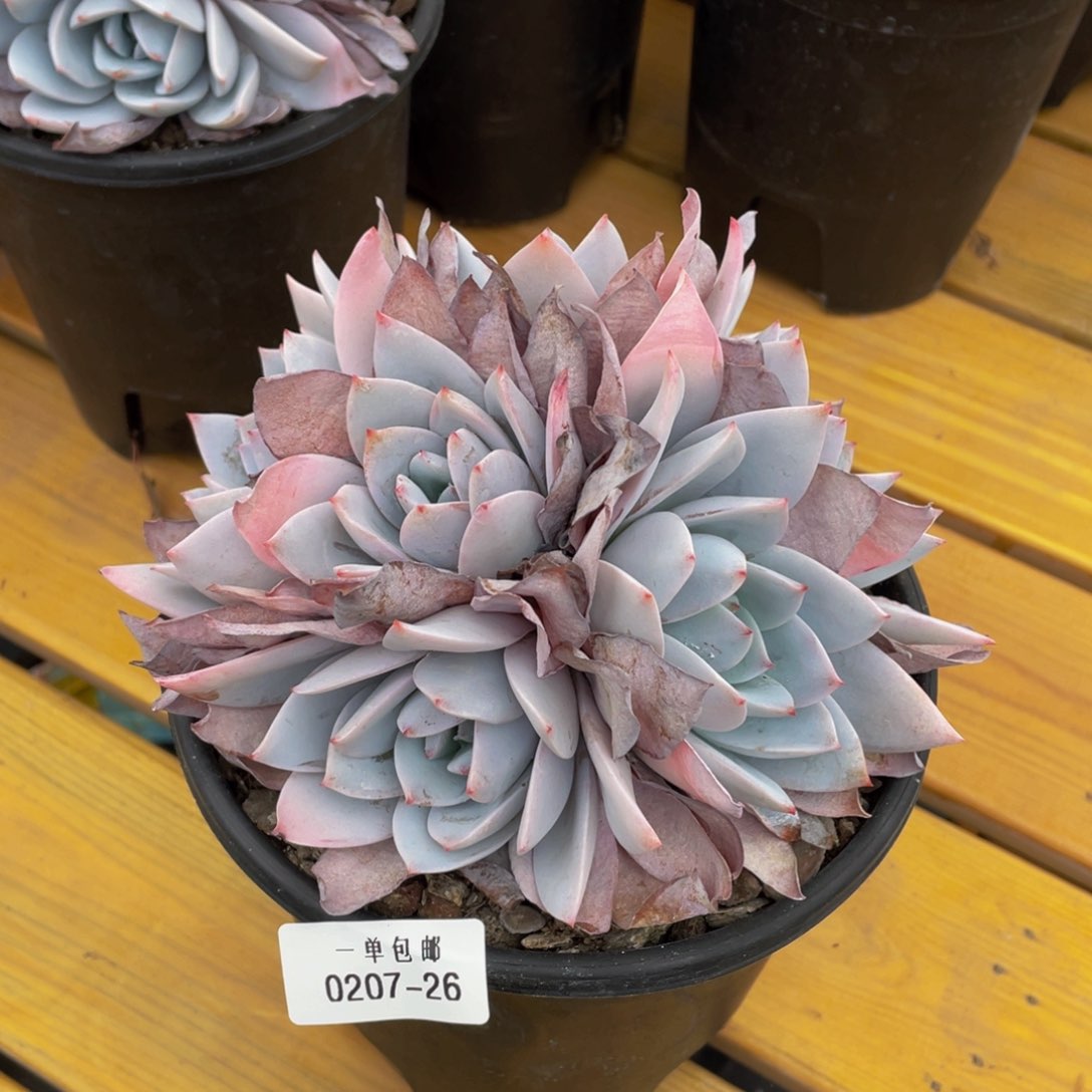 0207-26-虞美人。。。。。