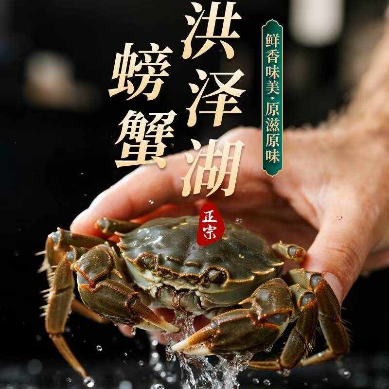 精品活蟹现发全母蟹(3.7-4.0两)8只10只装洪泽湖大闸蟹顺丰包邮