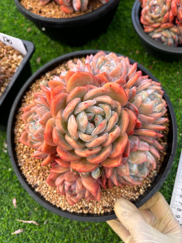 多肉植物一物一拍，捧花韩系星影