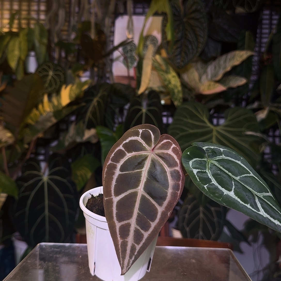 完全开放Q149红水晶杂流星