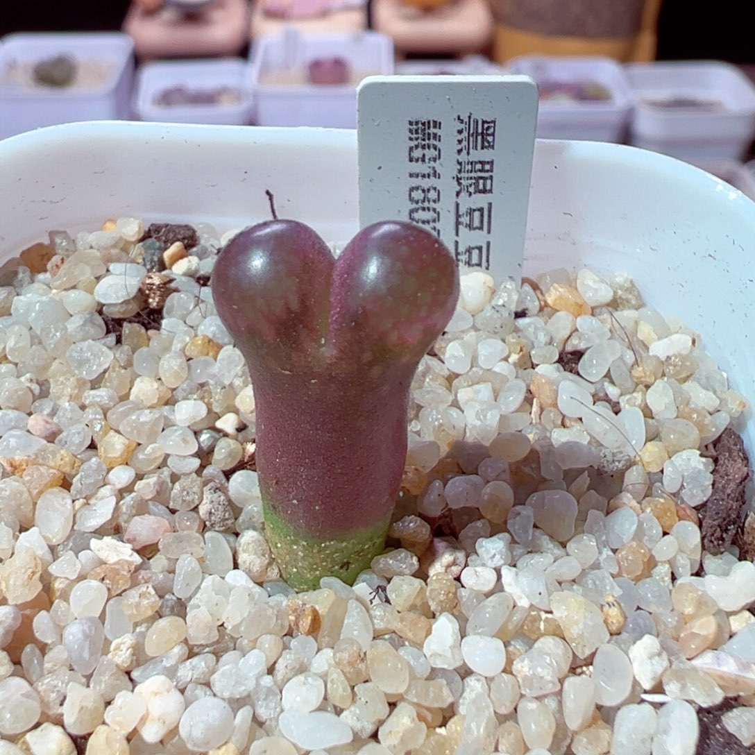 904-668多肉多肉黑眼豆豆