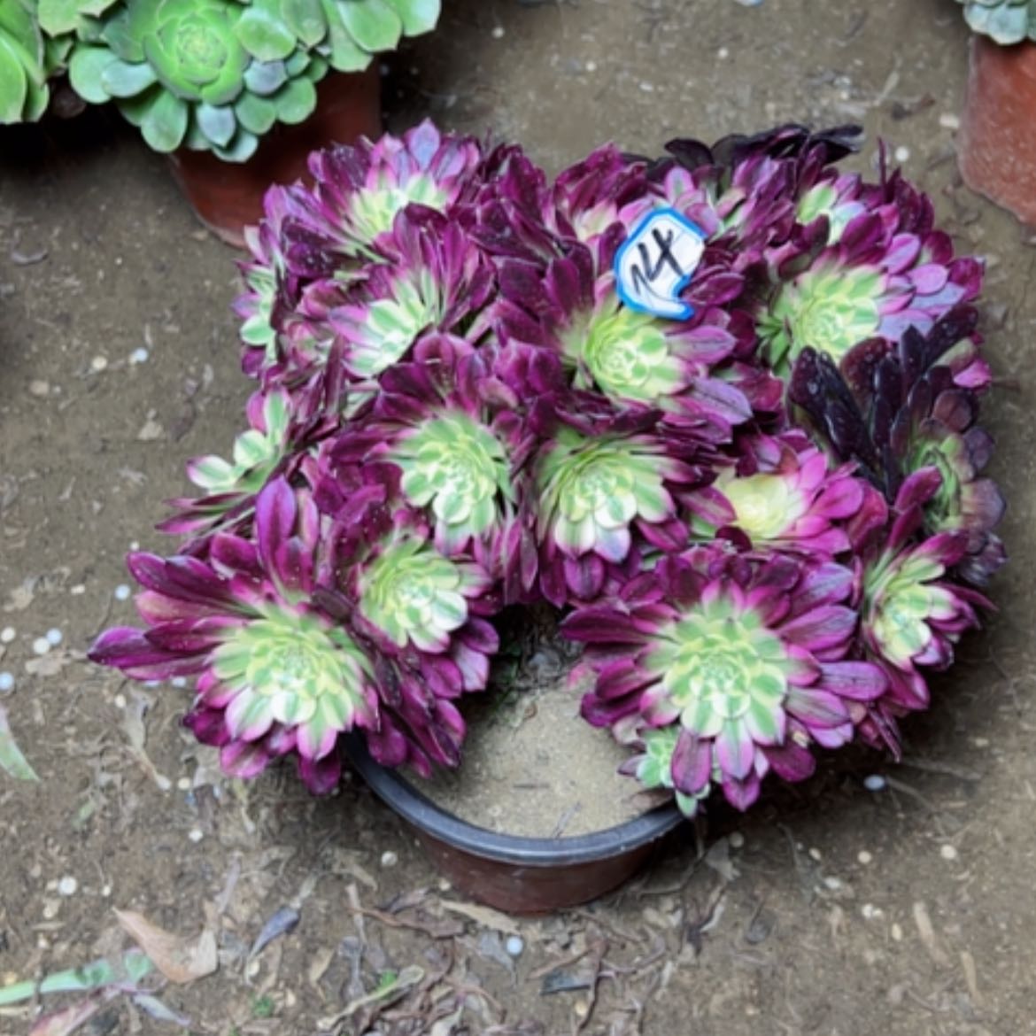 【闪购商品】多肉植物舞天姬74