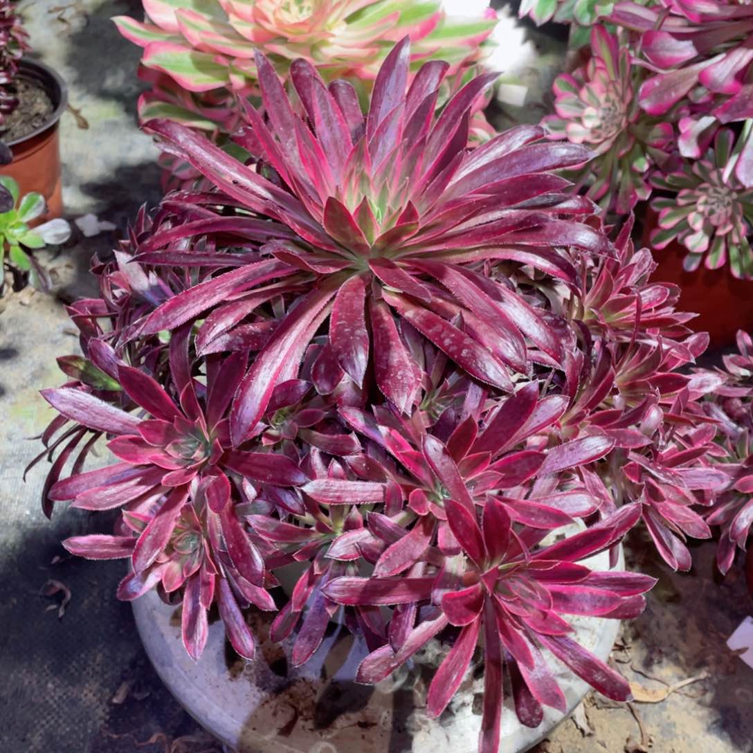 多肉植物孔雀锦619