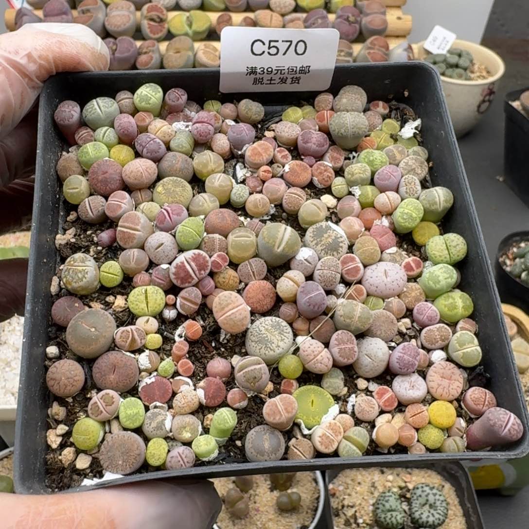 570恍恍惚惚哈哈哈哈哈哈哈哈