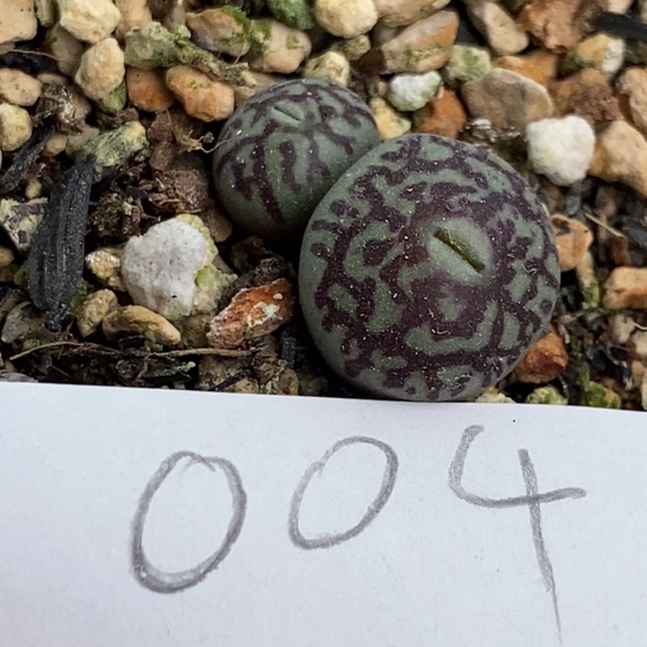 多肉一物一拍004号墨小锥