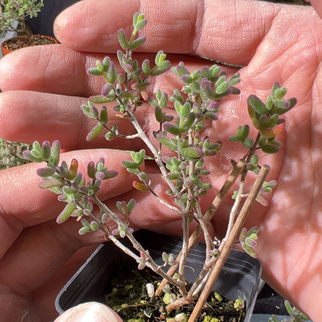 紫砂糖锦55杯老桩福利