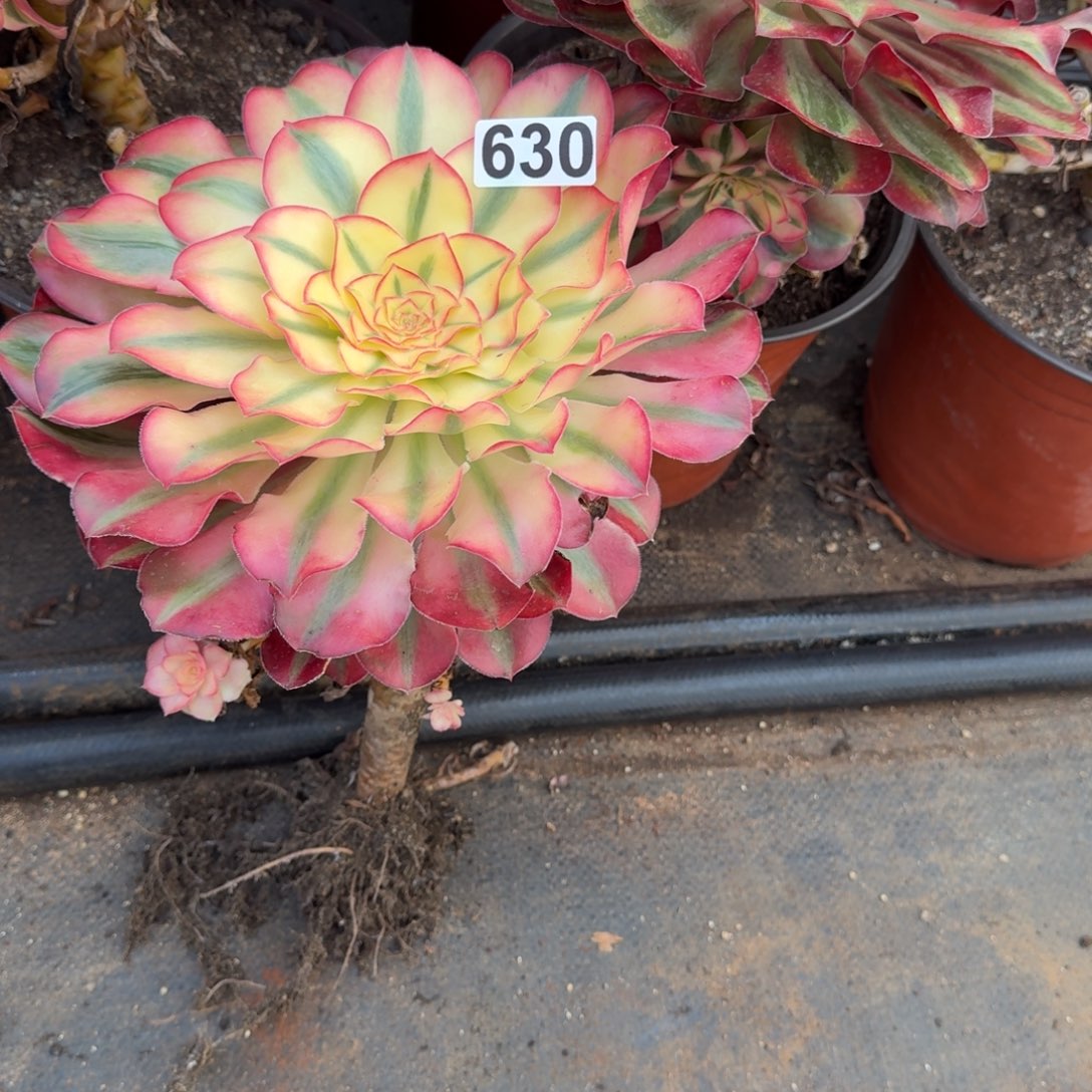 小***皮630多肉植物爱丽丝有砍特价