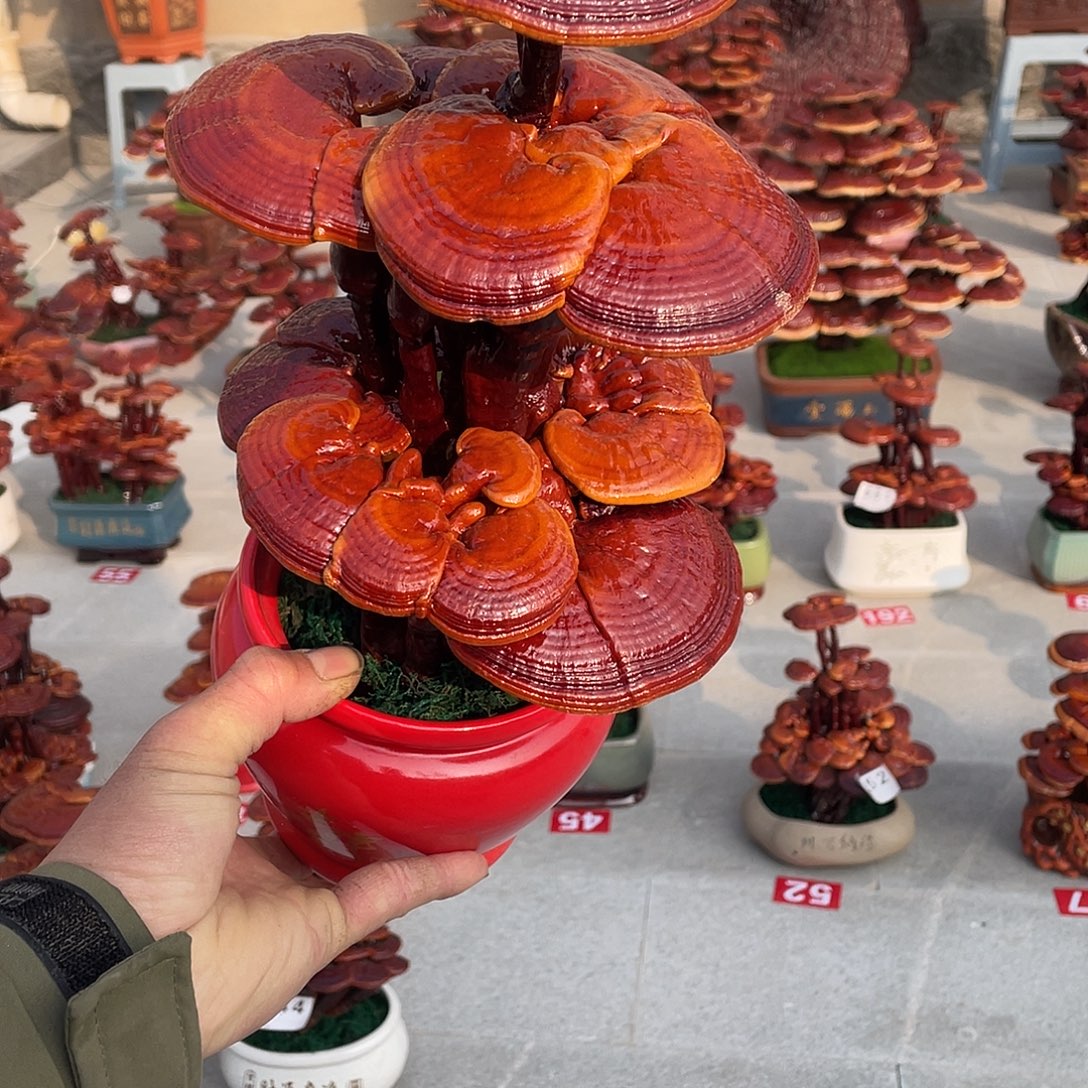 无花朵88888888888888888