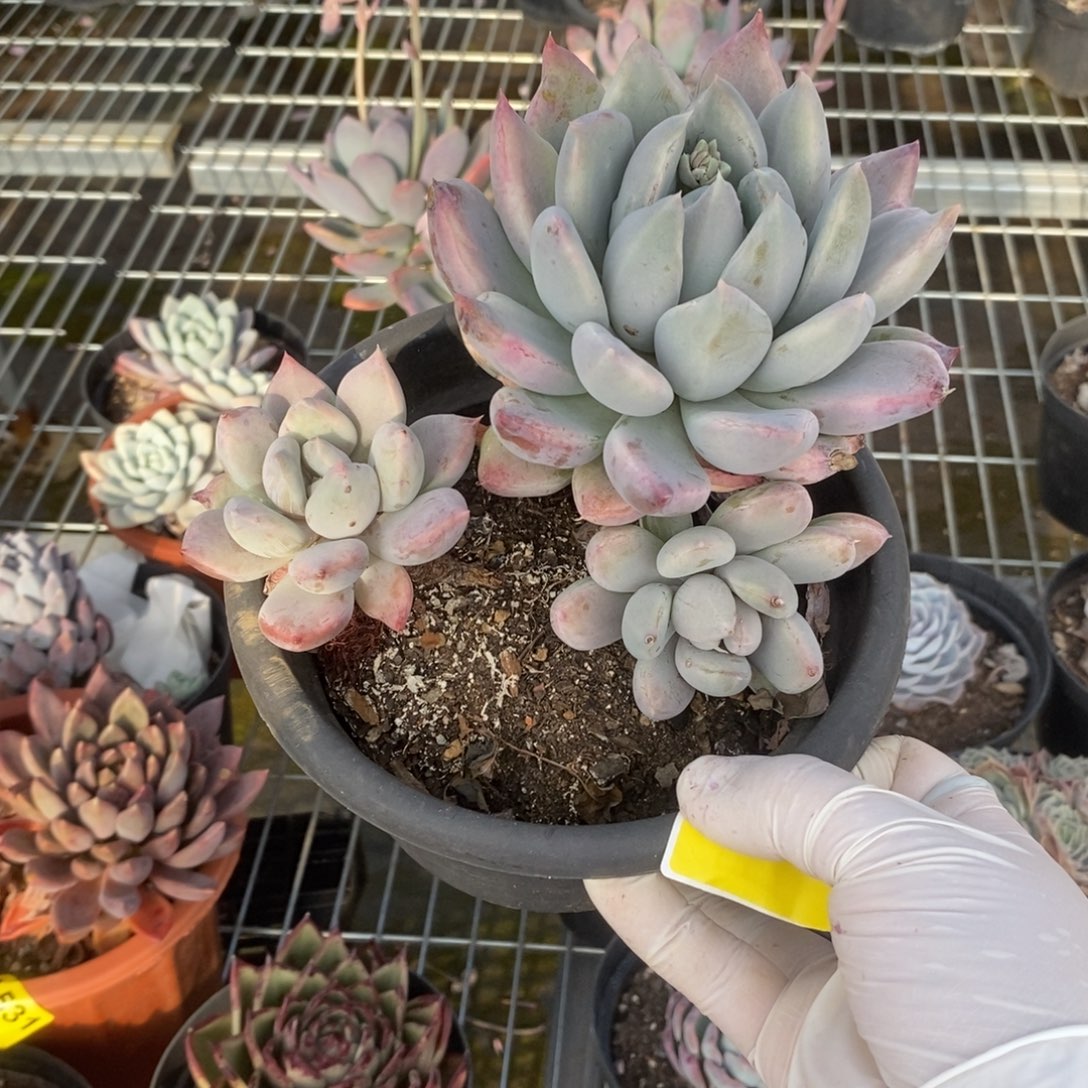 533胖美人一物一拍