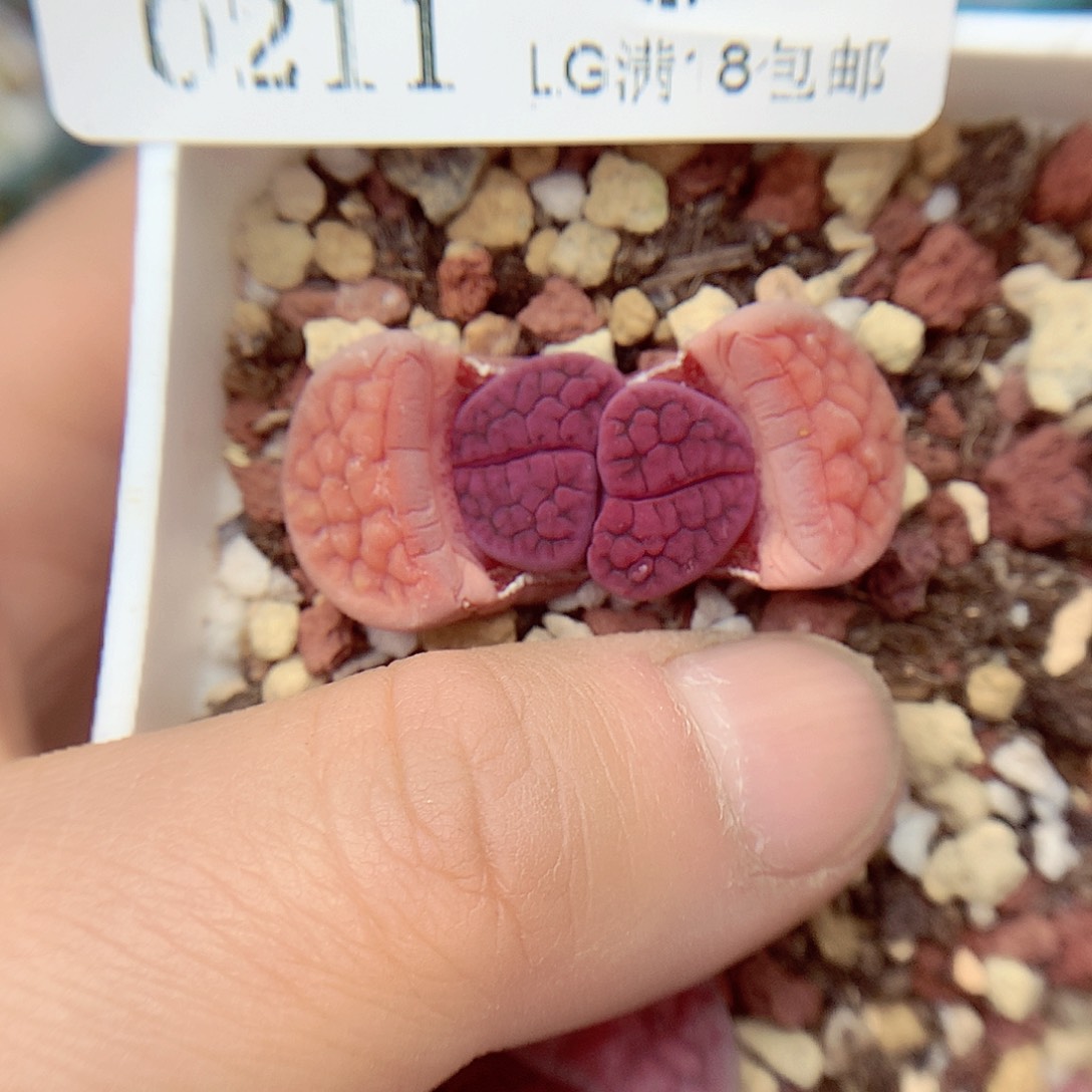 郎哥多肉生石花11-8